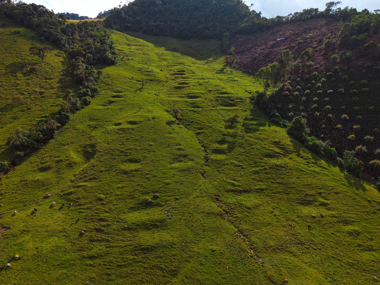 Camino curvo del sendero de Vegonia